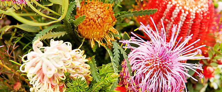 australian bush flowers